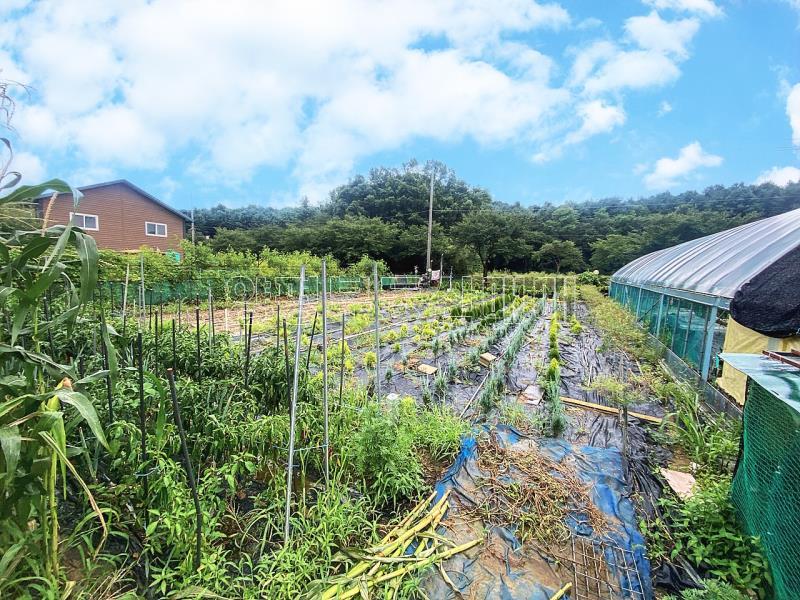 양평군 양서면 부용리 2차선변_1